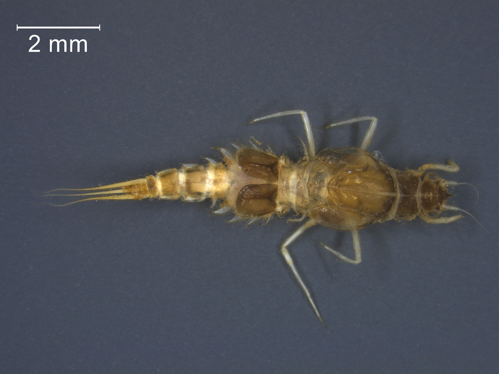 Brachycercus harrisella